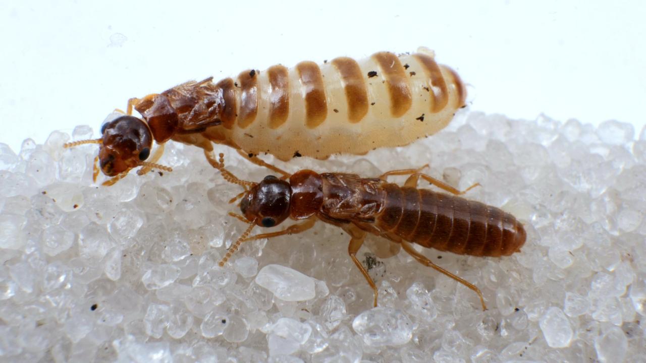 Queen And King Termites Pictures Queens Cell, The King, Termites,